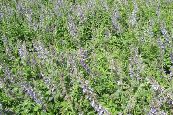 2018种丹参赚钱吗?丹参种植的利润与投资成本及前景预测