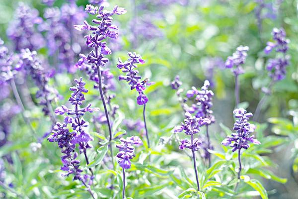 2018种丹参赚钱吗?丹参种植的利润与投资成本及前景预测