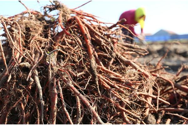 2018种丹参赚钱吗?丹参种植的利润与投资成本及前景预测