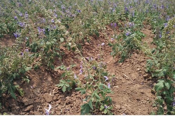 2018种丹参赚钱吗?丹参种植的利润与投资成本及前景预测