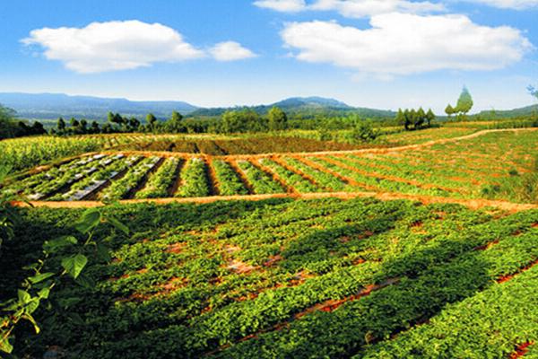 2018种丹参赚钱吗?丹参种植的利润与投资成本及前景预测