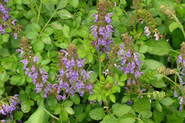 2018种丹参赚钱吗?丹参种植的利润与投资成本及前景预测