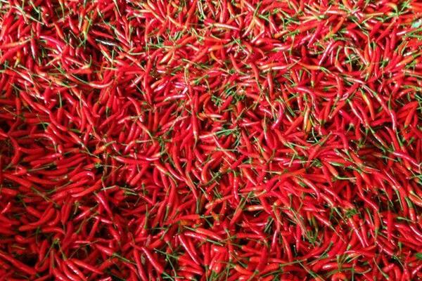 朝天椒功效与作用及禁忌