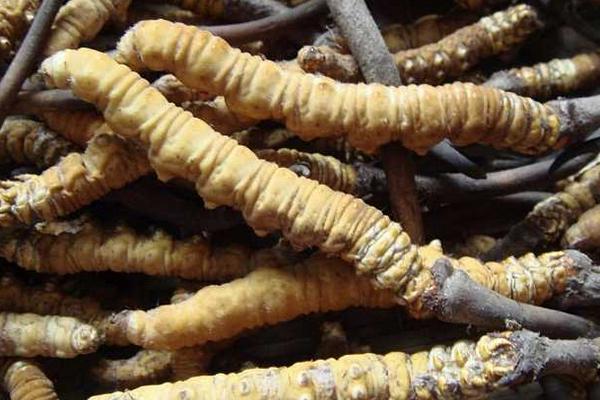 2018种冬虫夏草赚钱吗?冬虫夏草种植的利润与投资成本及前景预测