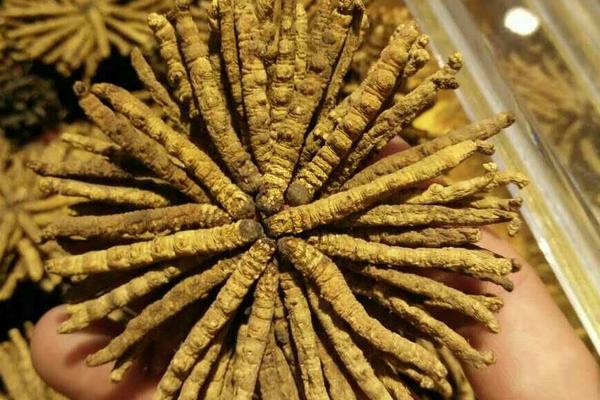 2018种冬虫夏草赚钱吗?冬虫夏草种植的利润与投资成本及前景预测