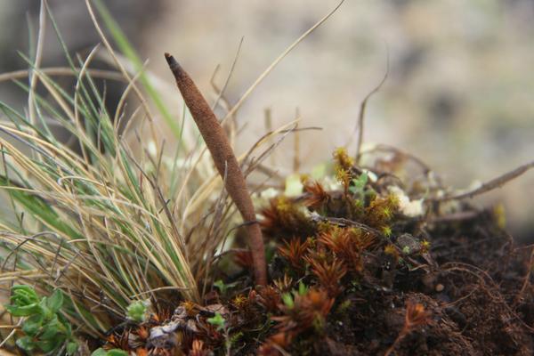 2018种冬虫夏草赚钱吗?冬虫夏草种植的利润与投资成本及前景预测