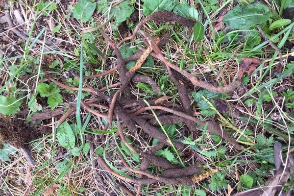 2018种冬虫夏草赚钱吗?冬虫夏草种植的利润与投资成本及前景预测