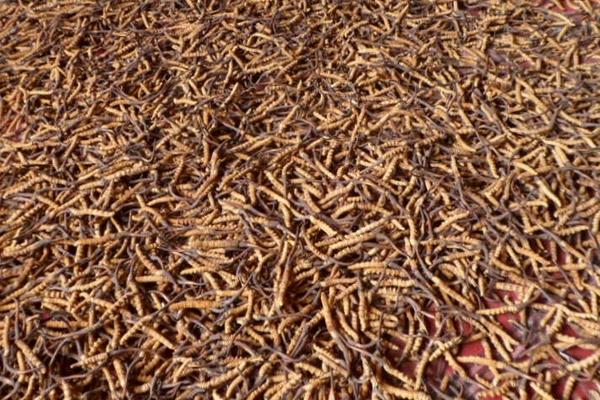 2018种冬虫夏草赚钱吗?冬虫夏草种植的利润与投资成本及前景预测