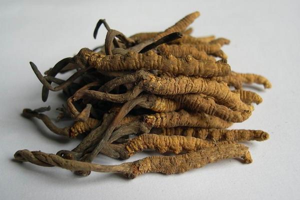 2018种冬虫夏草赚钱吗?冬虫夏草种植的利润与投资成本及前景预测