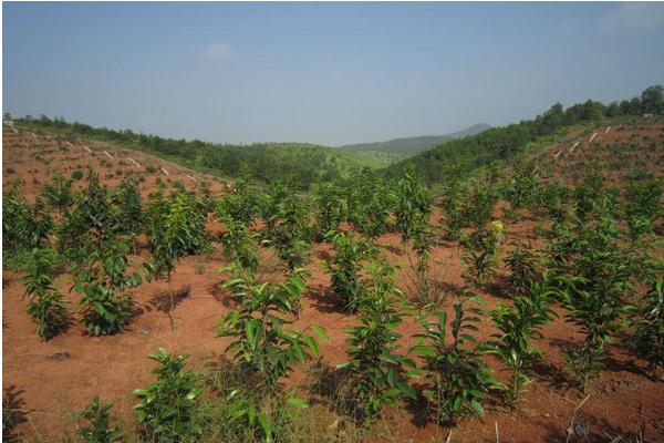 红油香椿种子价格多少钱一斤