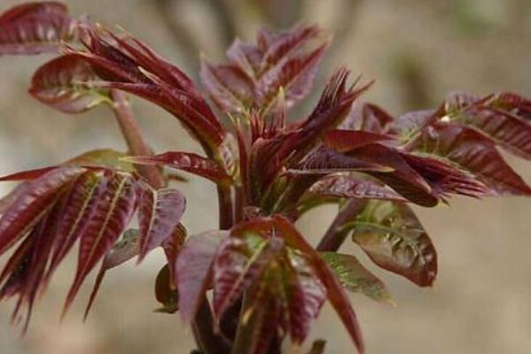 香椿的功效与作用及禁忌