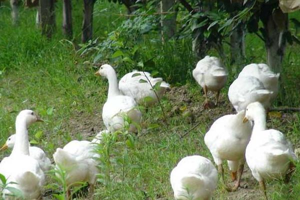 在家圈养鹅能赚钱吗