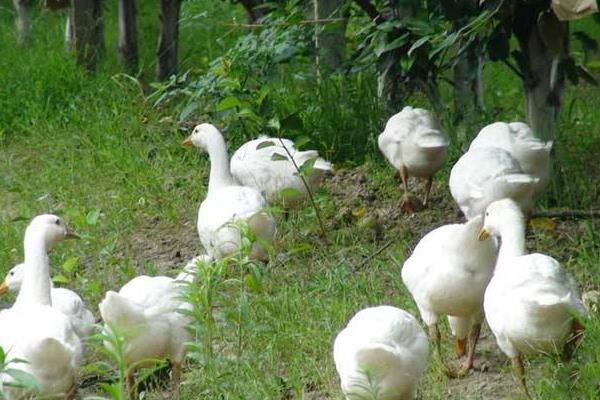 林地养鹅 鹅能除草一举两得