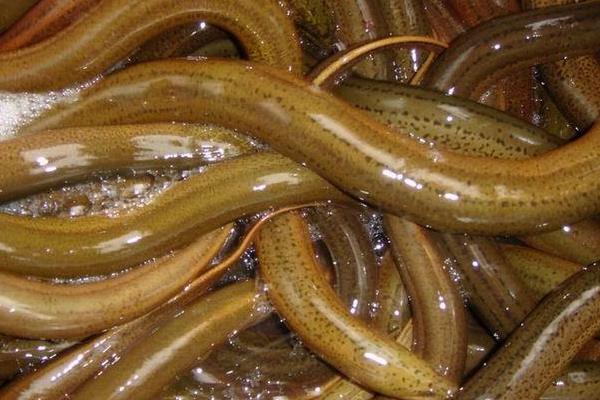 2015养黄鳝赚钱吗?2015黄鳝养殖前景及市场价格分析