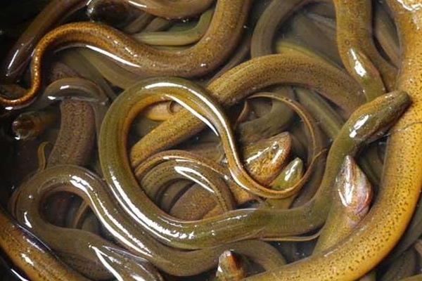 2015养黄鳝赚钱吗?2015黄鳝养殖前景及市场价格分析