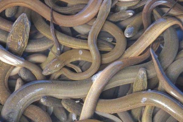 2015养黄鳝赚钱吗?2015黄鳝养殖前景及市场价格分析