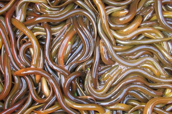 2015养黄鳝赚钱吗?2015黄鳝养殖前景及市场价格分析