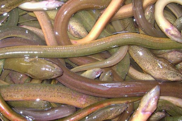 2015养黄鳝赚钱吗?2015黄鳝养殖前景及市场价格分析