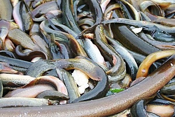 2015养黄鳝赚钱吗?2015黄鳝养殖前景及市场价格分析