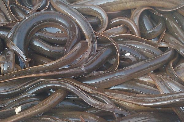 2015养黄鳝赚钱吗?2015黄鳝养殖前景及市场价格分析