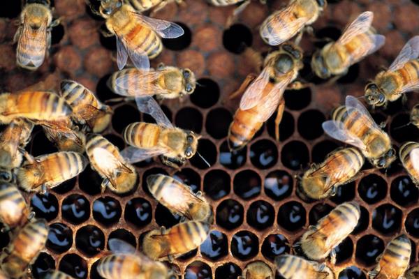 九个养蜂小技巧