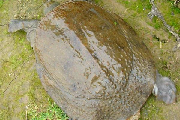 养甲鱼赚钱么?如何养甲鱼?