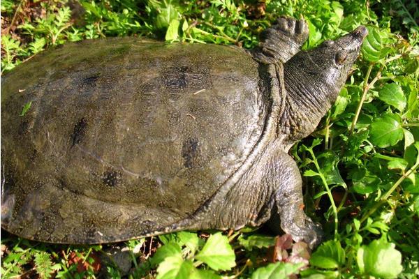 养甲鱼赚钱么?如何养甲鱼?