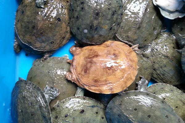 养甲鱼赚钱么?如何养甲鱼?