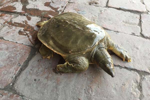 养甲鱼赚钱么?如何养甲鱼?