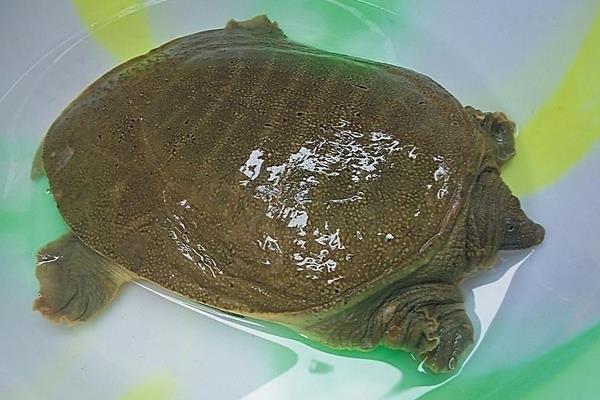 养甲鱼赚钱么?如何养甲鱼?