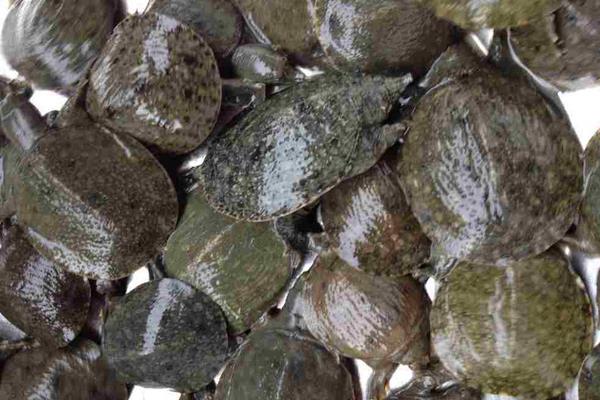 养甲鱼赚钱么?如何养甲鱼?