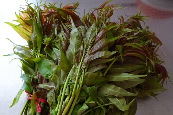 香椿种植经济效益分析