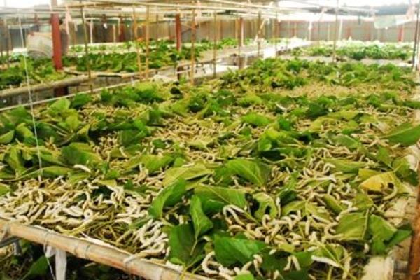 安龙县种桑养蚕初见成效