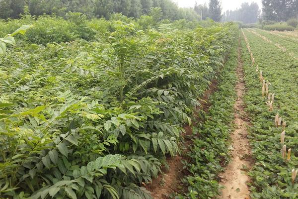 香椿科学种植技术