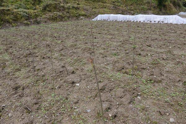 香椿科学种植技术