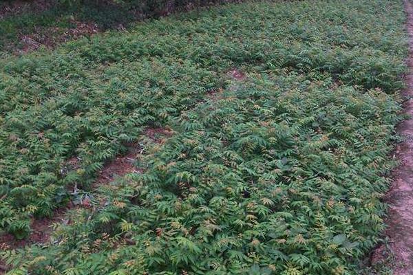 香椿科学种植技术