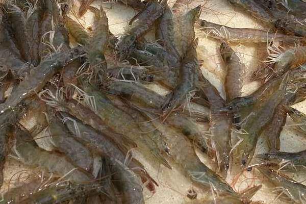 淡水养虾的成本和利润