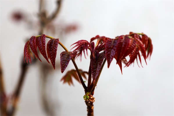 香椿苗栽培技术