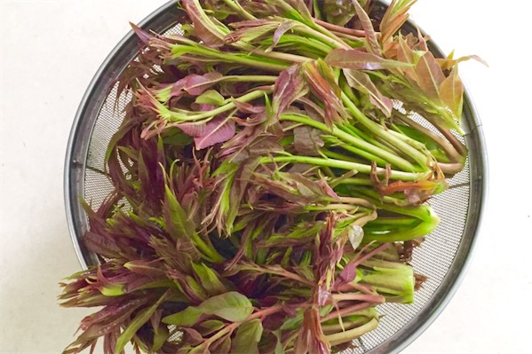 香椿苗栽培技术