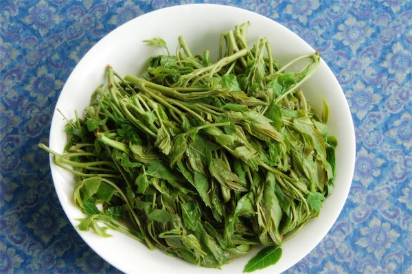 香椿苗栽培技术