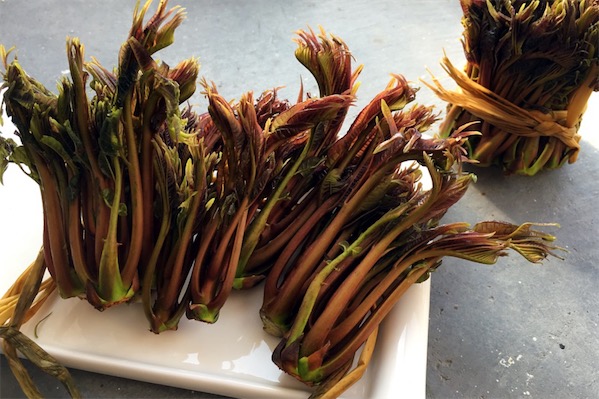 香椿苗栽培技术