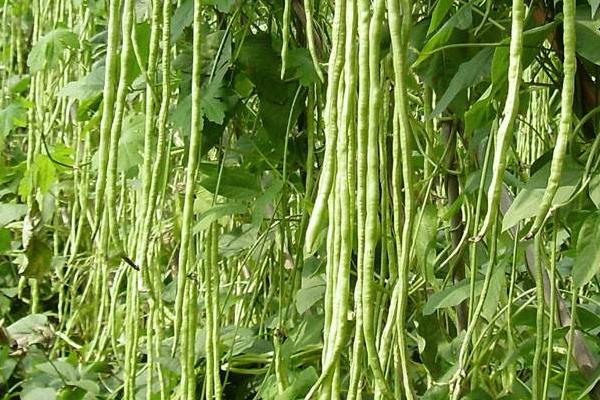 2018种豆角赚钱吗?豆角种植的利润与投资成本及前景预测
