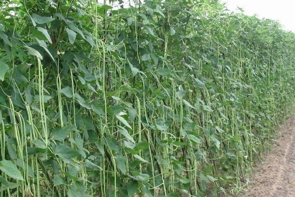 2018种豆角赚钱吗?豆角种植的利润与投资成本及前景预测