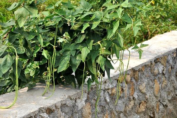 2018种豆角赚钱吗?豆角种植的利润与投资成本及前景预测