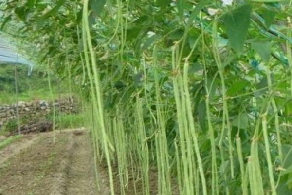 2018种豆角赚钱吗?豆角种植的利润与投资成本及前景预测