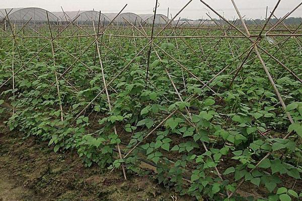 2018种豆角赚钱吗?豆角种植的利润与投资成本及前景预测