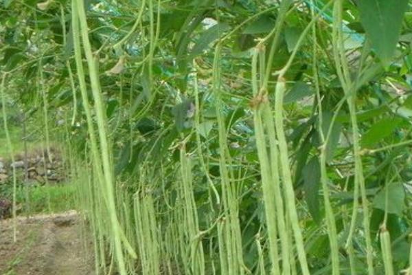 2018种豆角赚钱吗?豆角种植的利润与投资成本及前景预测