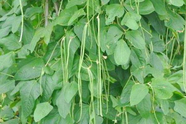 2018种豆角赚钱吗?豆角种植的利润与投资成本及前景预测