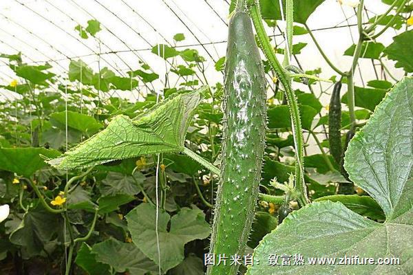 2018种黄瓜赚钱吗?黄瓜种植的利润与投资成本及前景预测