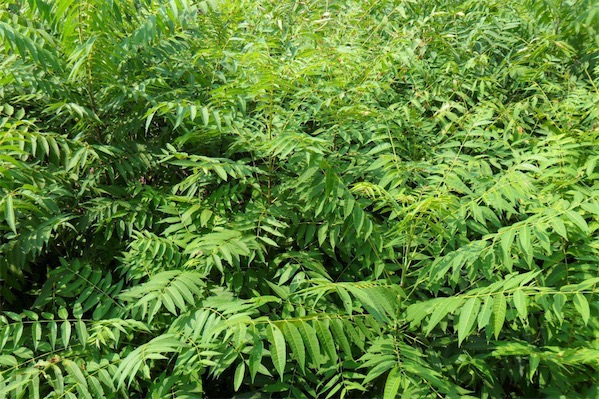 香椿树苗价格多少钱一棵